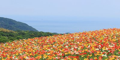 🌸 효고 현립 공원 아와지 하나사지키 이미지 2